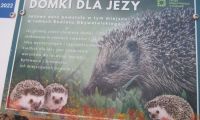  Pszczółkowe jeżyki