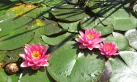  Water garden