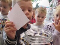 Czytaj więcej: Galeria - Biedronek