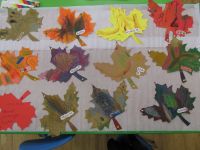 Czytaj więcej: Galeria - Biedronek