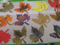 Czytaj więcej: Galeria - Biedronek